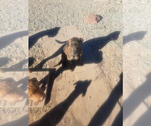 Mutt Dogs for adoption in Los Lunas, NM, USA