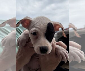 American Pit Bull Terrier-Unknown Mix Dogs for adoption in Bolivar, MO, USA