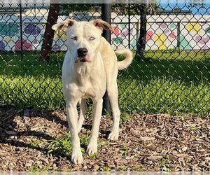 Siberian Husky-Unknown Mix Dogs for adoption in Santa Cruz, CA, USA