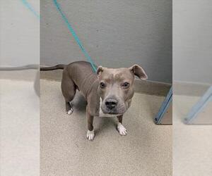 Mutt Dogs for adoption in Las Vegas, NV, USA