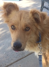 Golden Retriever Dogs for adoption in Newport Beach, CA, USA