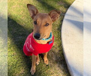 Mutt Dogs for adoption in Woodbury, NY, USA