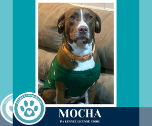 Mutt Dogs for adoption in Kimberton, PA, USA