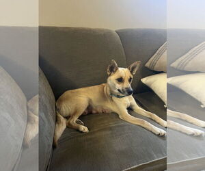 Mutt Dogs for adoption in Brooklyn Center, MN, USA