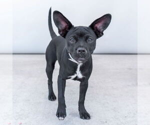 Boston Terrier Dogs for adoption in Pasadena, CA, USA