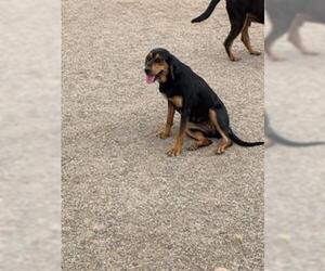 Black and Tan Coonhound Dogs for adoption in Scottsdale, AZ, USA
