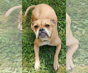 Boston Terrier-Boxer Mix Dogs for adoption in Mount Airy, NC, USA