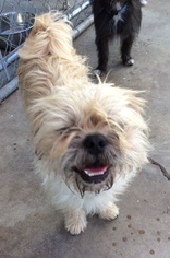 Brussels Griffon Dogs for adoption in Newport Beach, CA, USA