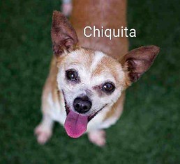 Chihuahua-Unknown Mix Dogs for adoption in Encinitas, CA, USA