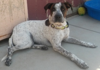 Small German Shorthaired Pointer-Great Dane Mix
