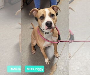 American Pit Bull Terrier Dogs for adoption in Richmond, IN, USA