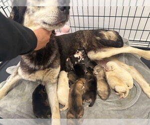 German Shepherd Dog-Siberian Husky Mix Dogs for adoption in San Bernardino, CA, USA