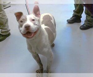 American Pit Bull Terrier-Unknown Mix Dogs for adoption in Fayetteville, NC, USA