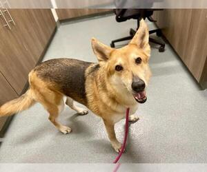 German Shepherd Dog Dogs for adoption in Baytown, TX, USA