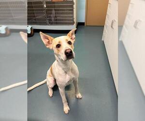 Labrador Retriever Dogs for adoption in London, Ontario, Canada