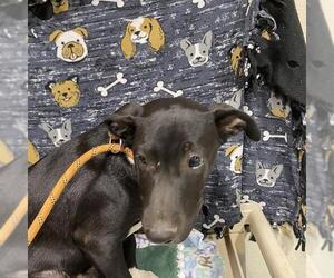 Mutt Dogs for adoption in Modesto, CA, USA