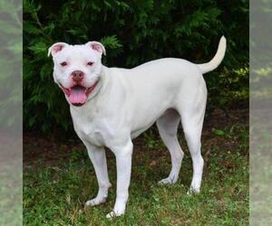 Bulldog Dogs for adoption in Cumming, GA, USA