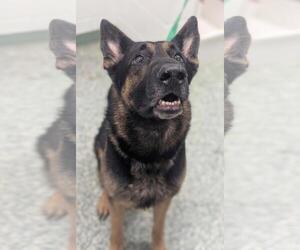 German Shepherd Dog-Unknown Mix Dogs for adoption in Salisbury, NC, USA