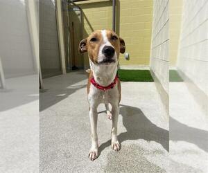 Basenji-Rat Terrier Mix Dogs for adoption in Elk Grove, CA, USA