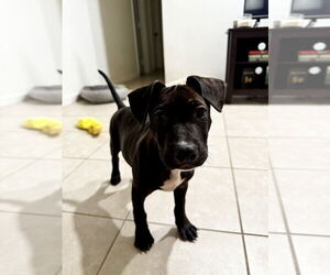 French Bulldog-Staffordshire Bull Terrier Mix Dogs for adoption in San Diego, CA, USA