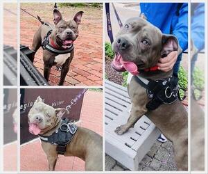 American Pit Bull Terrier-Unknown Mix Dogs for adoption in Westminster, MD, USA