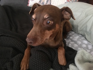 Miniature Pinscher Dogs for adoption in Cary, NC, USA