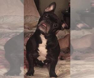 French Bulldog Dogs for adoption in Chambersburg, PA, USA