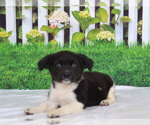 Pembroke Welsh Corgi-Unknown Mix Dogs for adoption in Oroville, CA, USA