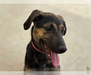 American Pit Bull Terrier-Unknown Mix Dogs for adoption in Tulsa, OK, USA
