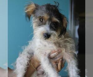 Lhasa Apso-Unknown Mix Dogs for adoption in San Antonio, TX, USA