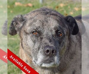 Catahoula Leopard Dog-Unknown Mix Dogs for adoption in Huntley, IL, USA
