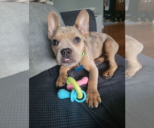 French Bulldog-Unknown Mix Dogs for adoption in Plainfield, IL, USA