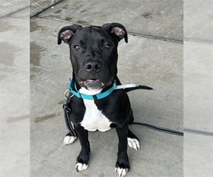 American Pit Bull Terrier Dogs for adoption in Denver, CO, USA