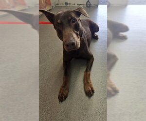 Doberman Pinscher Dogs for adoption in San Bernardino, CA, USA