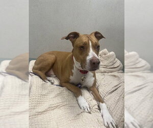 Mutt Dogs for adoption in Boston, MA, USA