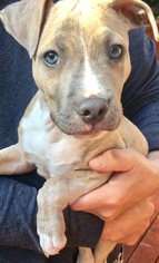 American Staffordshire Terrier Dogs for adoption in San Jose, CA, USA