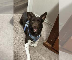 Australian Shepherd-Unknown Mix Dogs for adoption in San Antonio, TX, USA