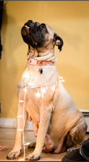 Bullmastiff Dogs for adoption in Chambersburg, PA, USA