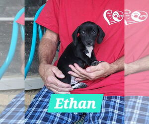 Dachshund-Unknown Mix Dogs for adoption in Aurora, IN, USA