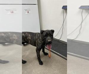 Mutt Dogs for adoption in HESPERIA, CA, USA