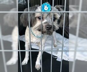 Shih Tzu Dogs for adoption in Perry, GA, USA