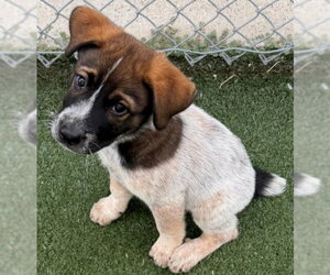 Mutt Dogs for adoption in Texas City, TX, USA