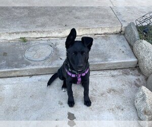 Medium Photo #1 Shepradors Puppy For Sale in Banning, CA, USA