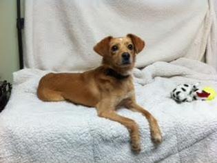 Chihuahua Dogs for adoption in Lebanon, TN, USA