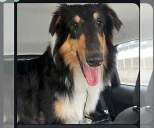Collie Dogs for adoption in Dublin, OH, USA