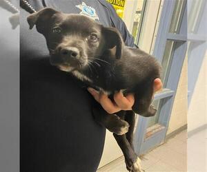 Labrador Retriever-Unknown Mix Dogs for adoption in Augusta, GA, USA