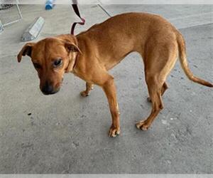 Rhodesian Ridgeback Dogs for adoption in Bakersfield, CA, USA