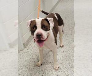 Bullypit Dogs for adoption in Kansas City, MO, USA