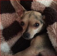 Medium Photo #1 Chiweenie Puppy For Sale in Dallas, TX, USA