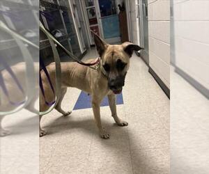 German Shepherd Dog-Great Dane Mix Dogs for adoption in Plano, TX, USA